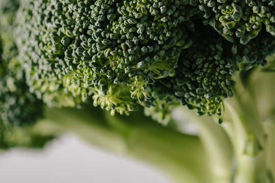 Green fresh broccoli head close up