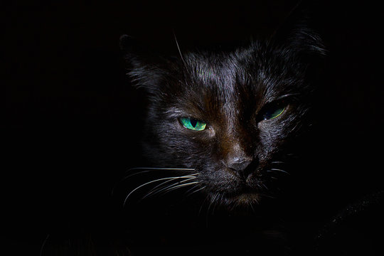 portrait of a black cat on a black background close-up in a low key