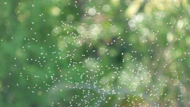 Swarm of Mosquitoes over the river, pond