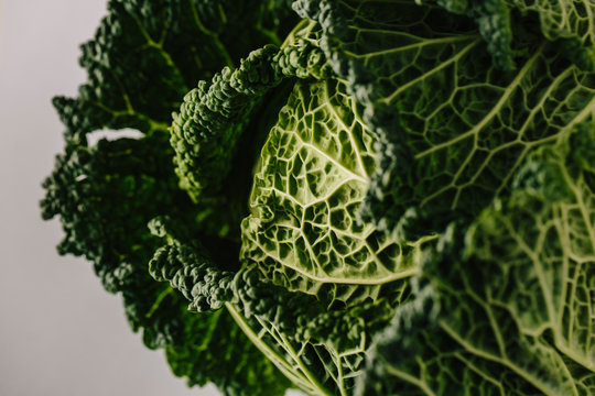 Head of savoy cabbage