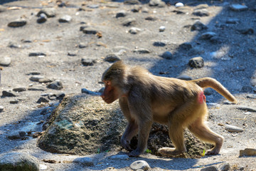 baboon