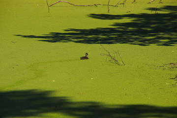 Ente, lemna minor, Skane, Schweden