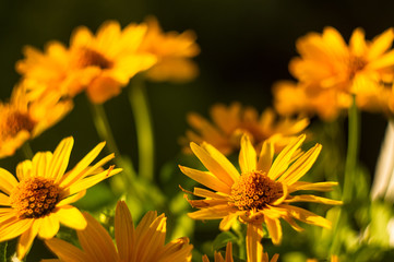 bouquet of bright yellow flowers Heliopsis helianthoides