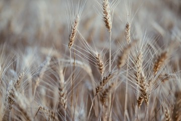 Fototapeta premium wheat background