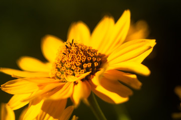 bouquet of bright yellow flowers Heliopsis helianthoides