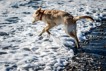 Golden Retriever