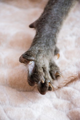 Fototapeta premium Paws with the claws of a bald cat on a soft blanket