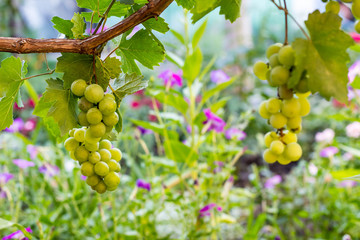 Bunches of white grapes hanging in vineyard against at green and yellow background during sunset
