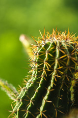 Cactus echinopsis tubiflora, close up, selective focus