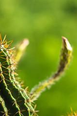 Cactus echinopsis tubiflora, close up, selective focus