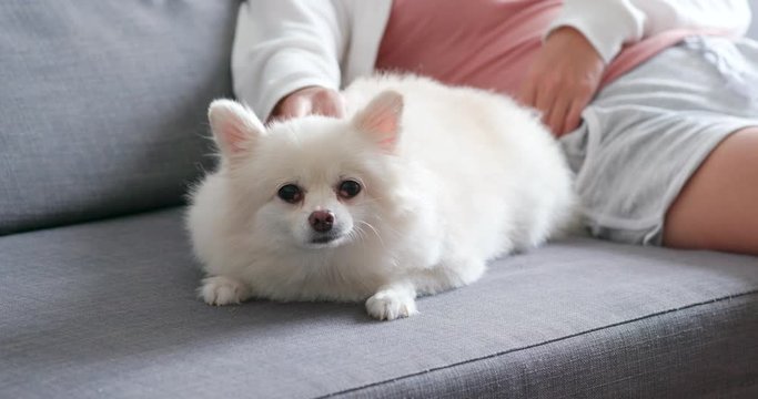 Pet owner touch on White pomeranian dog and sitting on couch