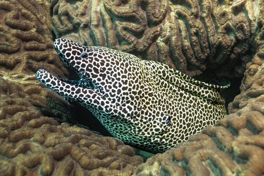 Laced moray (Gymnothorax favagineus), looks out of hole in a stony coral (Scleractinia), Daymaniyat Islands nature reserve, Khawr Suwasi, Al-Batina province, Indian Ocean, Oman, Asia