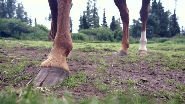 Horses hooves on grass tail swinging