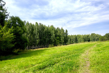 Meadow in the forest with birch trees in the afternoon