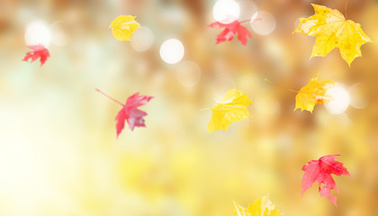 Fresh red and yellow fall foliage background with sunshine banner and copy space