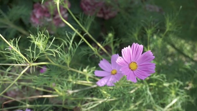 Pink Violette Blume vor gr&uuml;nen Pflanzen