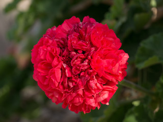 Red carnation