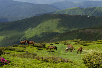 Fototapeta na wymiar Wild horses on mountain hills.