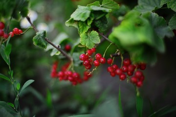 red currants
