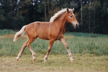 Obraz na płótnie Canvas Little red foal on the summer field