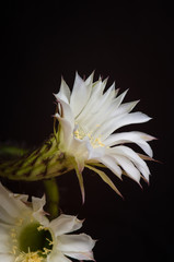 Fototapeta na wymiar Cactus echinopsis tubiflora, close up, selective focus
