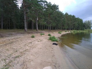 Lake's Shore in A Forest