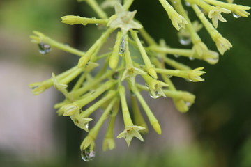 Flores do outono