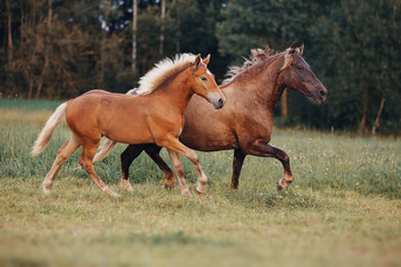 Naklejka na ściany i meble Mare and her foal on the summer field
