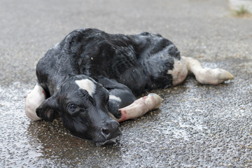 Newborn calf.