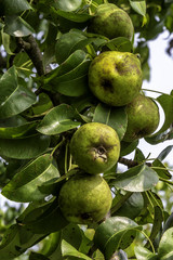 wild pears