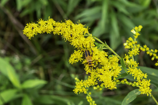 Bug on Goldenrod