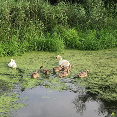 Living swan family on a green pond feeds duckweed