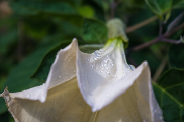 Devil's Trumpet, Datura metel, in the garden, close up.