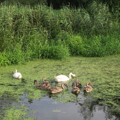 Living swan family on a green pond feeds duckweed