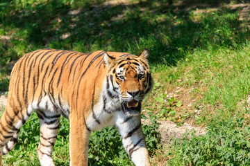 siberian tiger