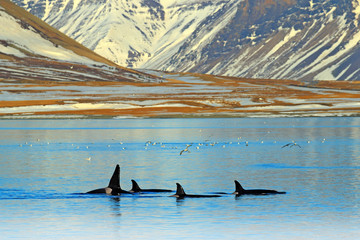 Fototapeta premium Grupa orka w pobliżu górskiego wybrzeża Islandii zimą. Orcinus orca w środowisku wodnym, scena dzikiej przyrody z natury. Wieloryby w pięknym krajobrazie, śnieg na wzgórzach.