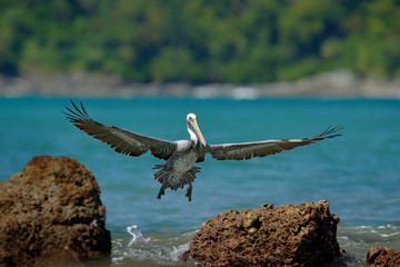 Pelican starting from the blue ocean, splashing the water in nature habitat, Costa Rica. Wildlife...