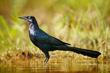 Quiscalus mexicanus, Great-tailed Grackle, common bird from Central America. Wildlife scene from nature. Lake grass near the water with animal. Black bird in the river water.