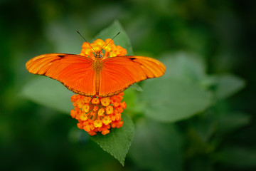 Dryas iulia, Spelled julia heliconian, in nature habitat. Nice insect from Costa Rica in the green forest. Orange butterfly sitting on the green leave from Central America.