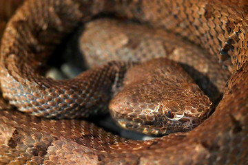 Slender hognosed pitviper, Porthidium ophryomegas, brown danger poison snake in the forest vegetation. Forest reptile in habitat, on the ground in leaves, Costa Rica. Wildlife in Central America.
