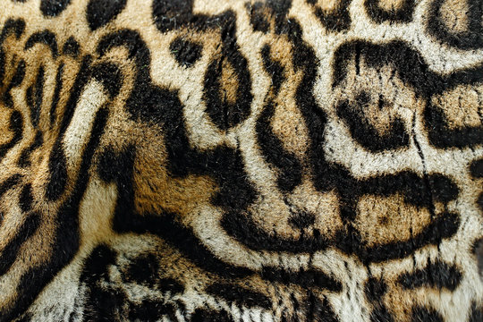 Detail close-up fur coat of wild cat. Wild cat from Costa Rica. Margay, Leopardis wiedii, beautiful cat sitting on the branch in the tropical forest, Central America. 