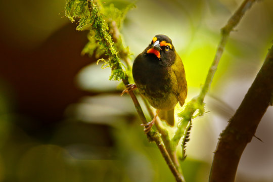 Yellow-faced Grassquit, Tiaris olivaceus, brownsong bird with yellow face. Exotic tropical bird from Costa Rica, in the green forest nature habitat. Wildlife scene from nature.