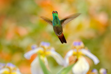 Rufous-tailed Hummingbird, Amazilia tzacatl, hummingbird  with orange green flower background in Costa Rica. Bird in the nature habitat, flying next to beautiful white blue bloom in tropical forest.
