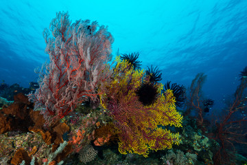 Naklejka na ściany i meble sea fan on the slope of a coral reef with visible water surface and fish