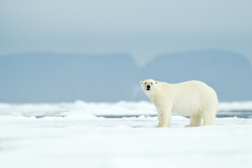 Dangerous polar bear walking on the ice, with mountain in the background, Russia.
