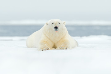 Ours polaire sur le bord de la banquise avec de la neige et de l& 39 eau dans la mer du Svalbard. Grand animal blanc dans l& 39 habitat naturel, Europe. Scène de la faune de la nature. Ours dangereux marchant sur la glace.