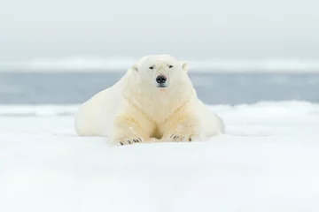 Papier Peint photo Lavable Ours polaire Ours polaire sur le bord de la banquise avec de la neige et de l& 39 eau dans la mer du Svalbard. Grand animal blanc dans l& 39 habitat naturel, Europe. Scène de la faune de la nature. Ours dangereux marchant sur la glace.