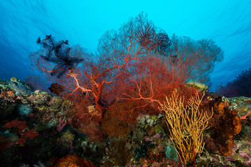 Naklejka na ściany i meble sea fan on the slope of a coral reef with visible water surface and fish