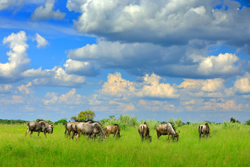 Fototapeta na wymiar Running Blue wildebeest, Connochaetes taurinus, on the meadow, big animal in the nature habitat in Botswana, Africa. African landscape with big grey animal.