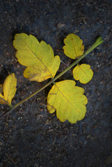 Colorful autumn leaves laying on ground. View from above. 